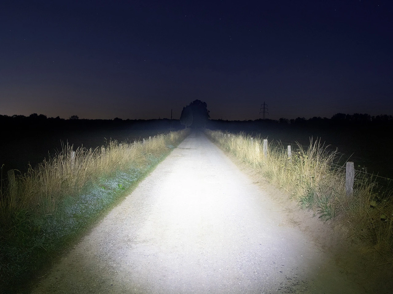 Lupine Blika Lampenkopf 8 Lupine Blika Lampenkopf – Bild 8